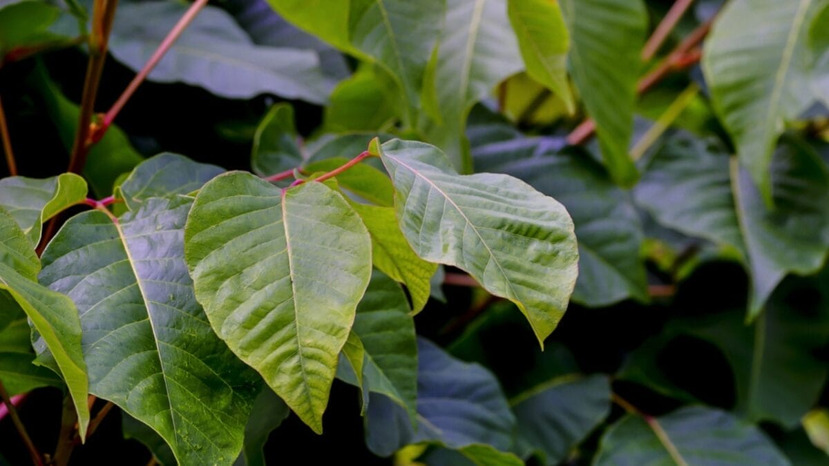 Poison Sumac Identification Guide: How to Stay Safe in Nature 2 Poison Sumac Identification Guide: How to Stay Safe in Nature - poison sumac leaves dp462818238