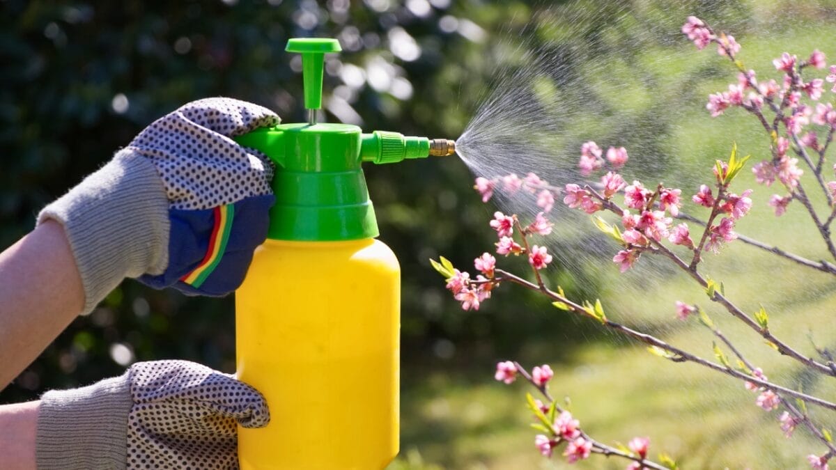 7 Dangers Threatening Hummingbirds - poisoned blossoms ss619530314