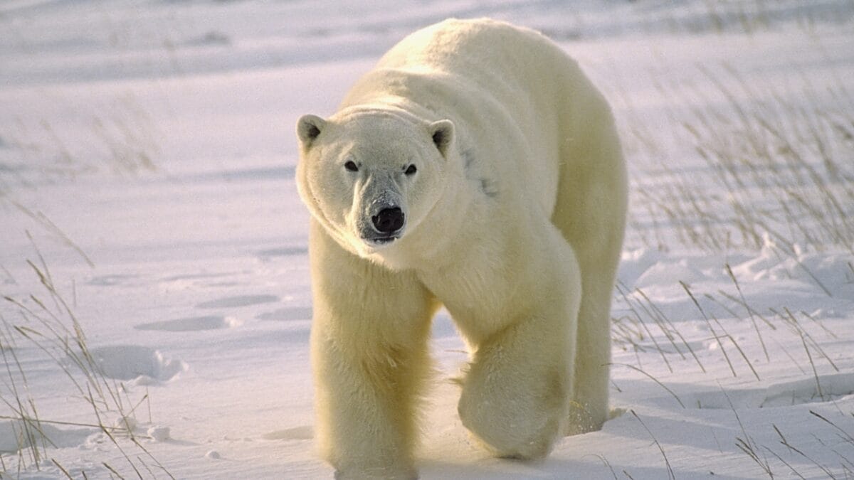 11 Remarkable Animals That Have Mastered Adaptation for Survival - polar bear ss129029633