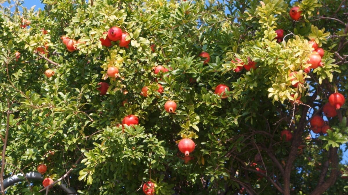 16 Fast Growing Fruit Trees for Impatient Gardeners 10 16 Fast Growing Fruit Trees for Impatient Gardeners - pomegranate tree dp688830574