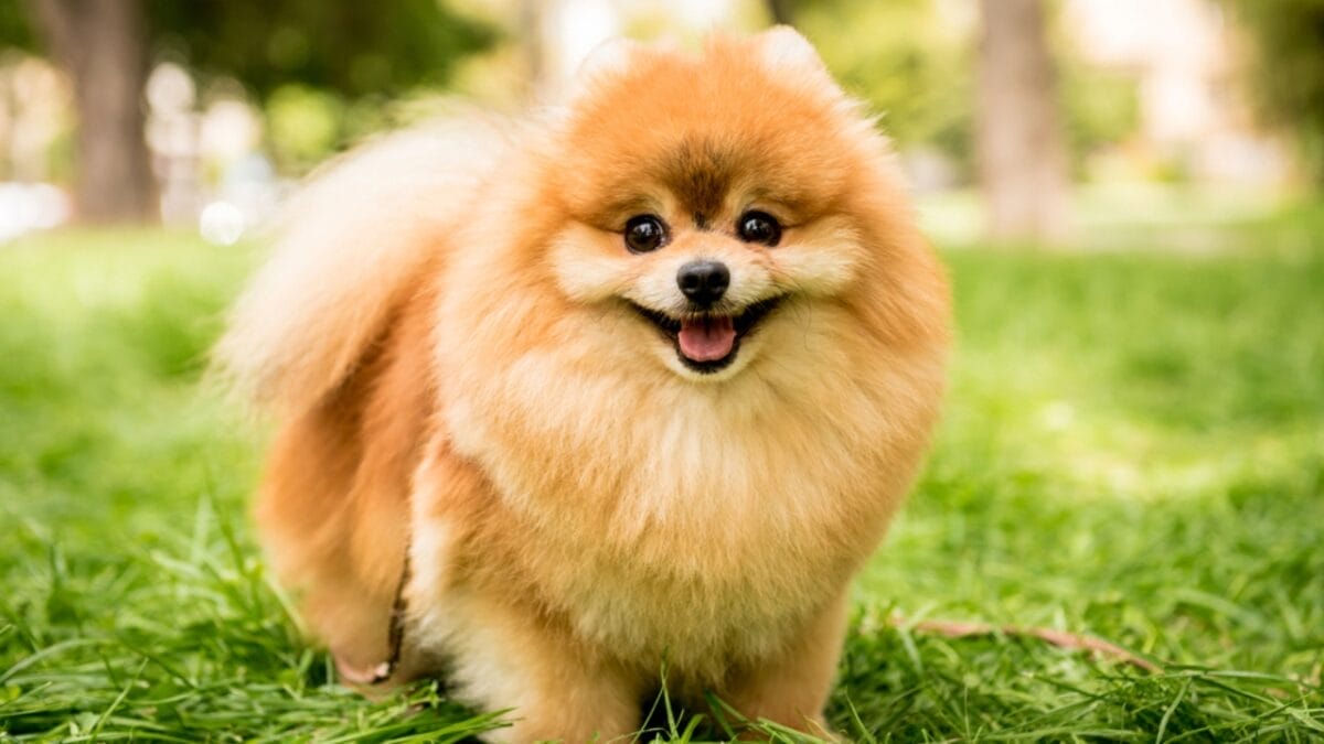 10 of the World’s Smallest Dog Breeds 4 10 of the World’s Smallest Dog Breeds - pomeranian dog at the park ss1814041268