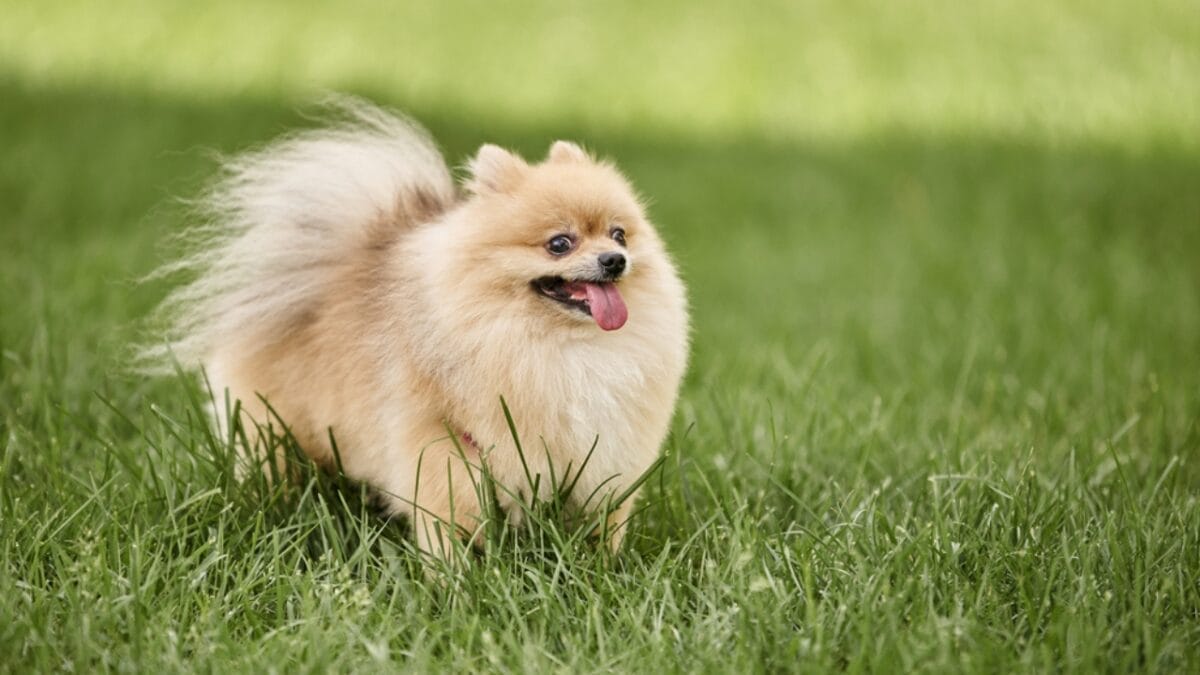 18 Most Pampered & High-Maintenance Dog Breeds 18 18 Most Pampered & High-Maintenance Dog Breeds - pomeranian dog dp678251528