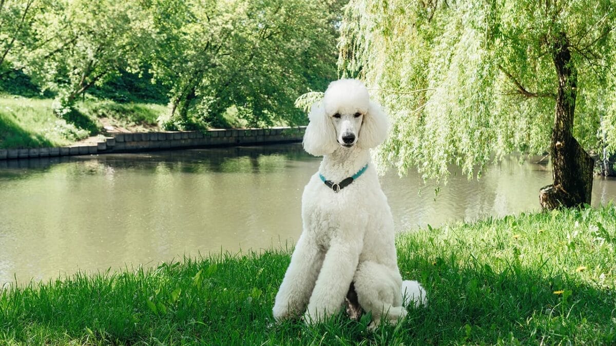 15 Doodle Dog Breeds Taking the Pet World by Storm - poodle ss1999883288