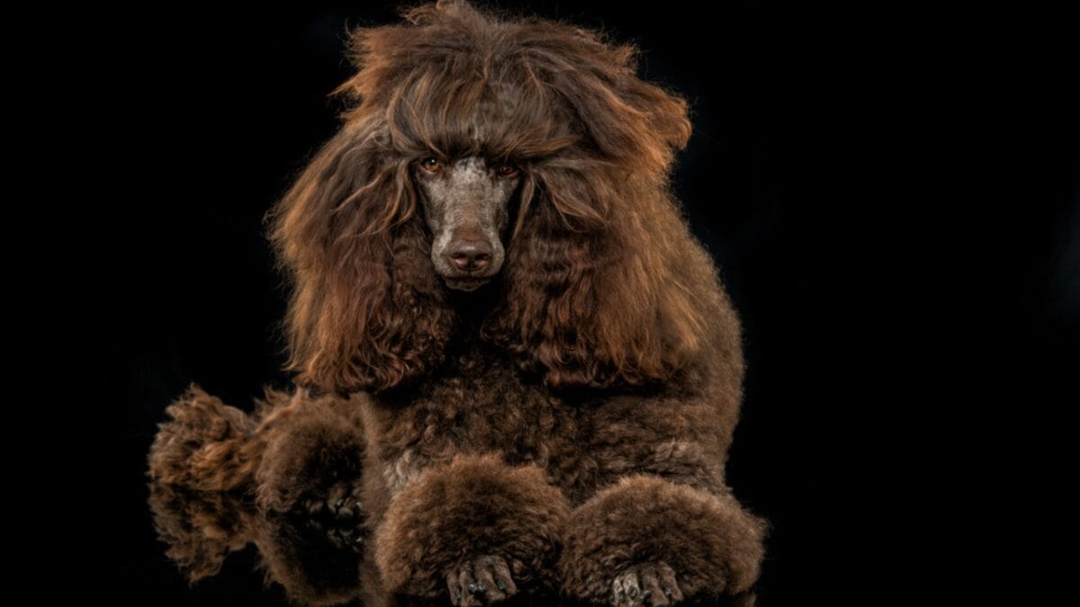 23 Dogs That Thrive on Love and Attention 2 23 Dogs That Thrive on Love and Attention - poodle dog dp464185880