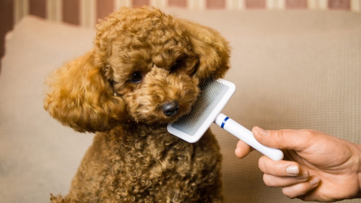 13 Reasons Why a Poodle Might Not Be the Right Dog for You 2 13 Reasons Why a Poodle Might Not Be the Right Dog for You - poodle with comb ss1891398736