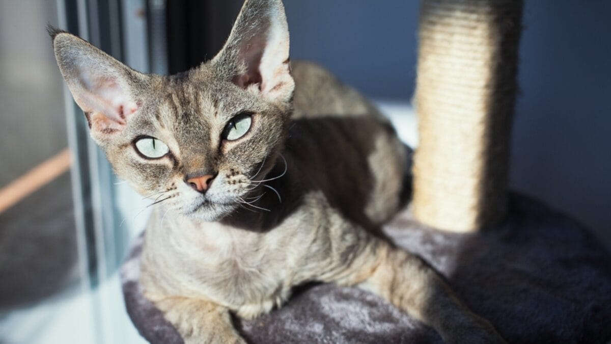 10 Cat-Friendly Cities Around the World 9 10 Cat-Friendly Cities Around the World - portland with cat ss233690221