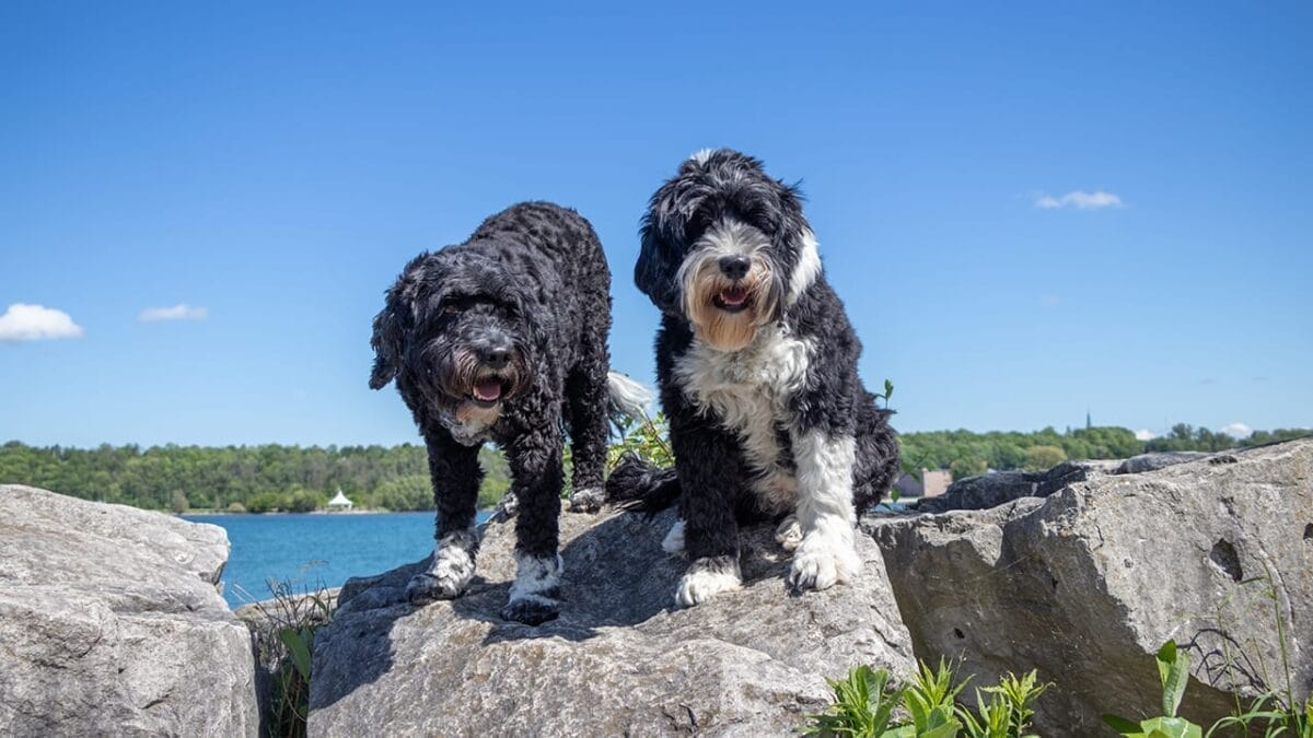 Unleash The Monochrome Pups: 13 Black & White Dog Breeds for Every Lifestyle 13 Unleash The Monochrome Pups: 13 Black & White Dog Breeds for Every Lifestyle - portuguese water dogs ss2195504749