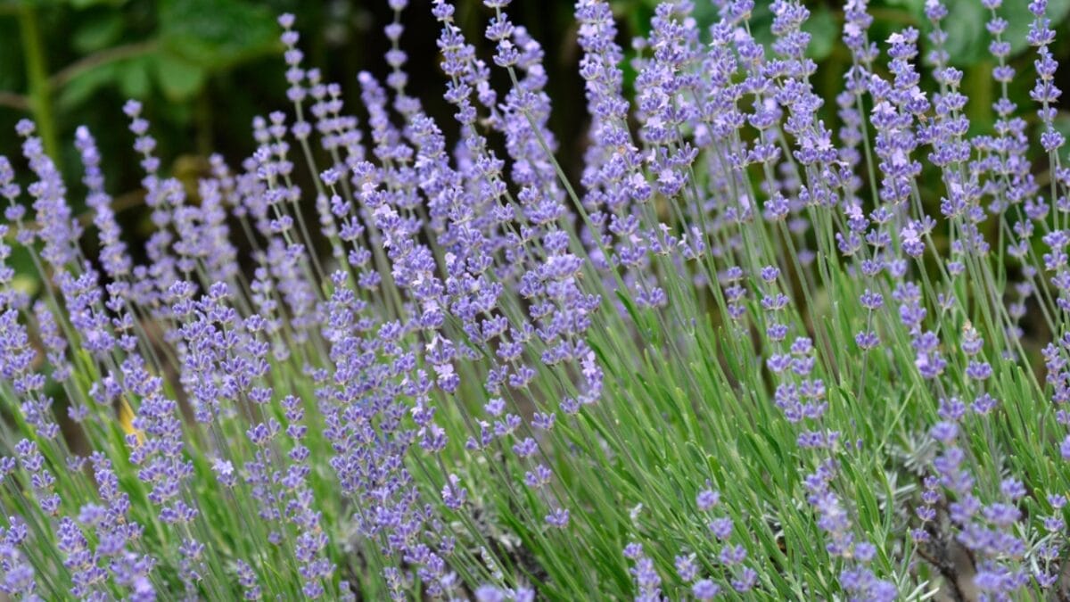 20 Perennial Flowers that Keep Your Garden Alive from Spring to Fall - portuguese lavender flowers dp649971964