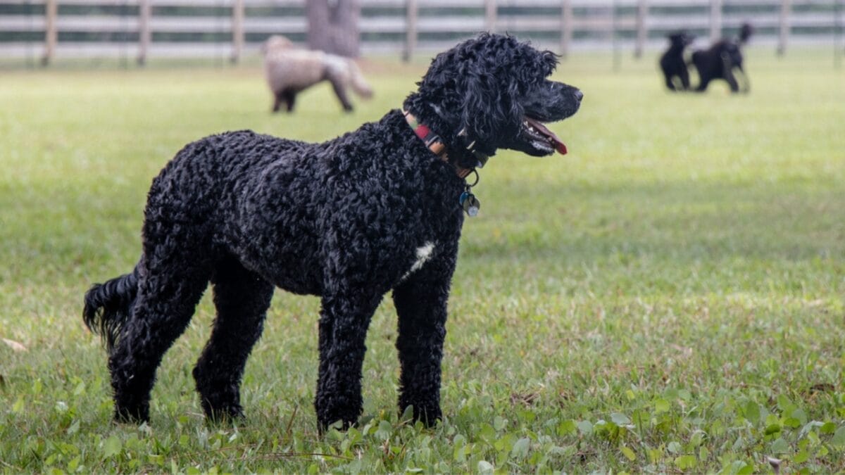 18 Most Pampered & High-Maintenance Dog Breeds 14 18 Most Pampered & High-Maintenance Dog Breeds - portuguese water dog dp251886573
