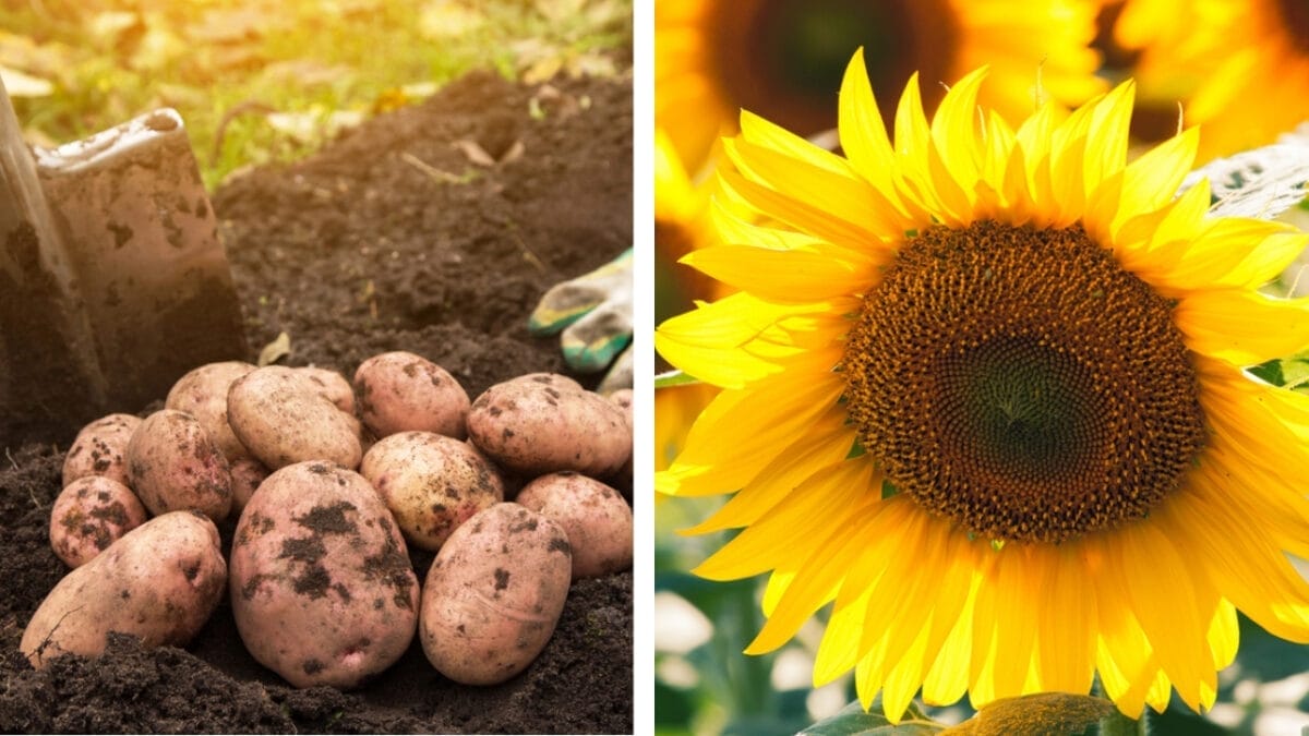 11 Plants You Should Never Grow Together - potatoes and sunflowers dp400935110 68497115 2