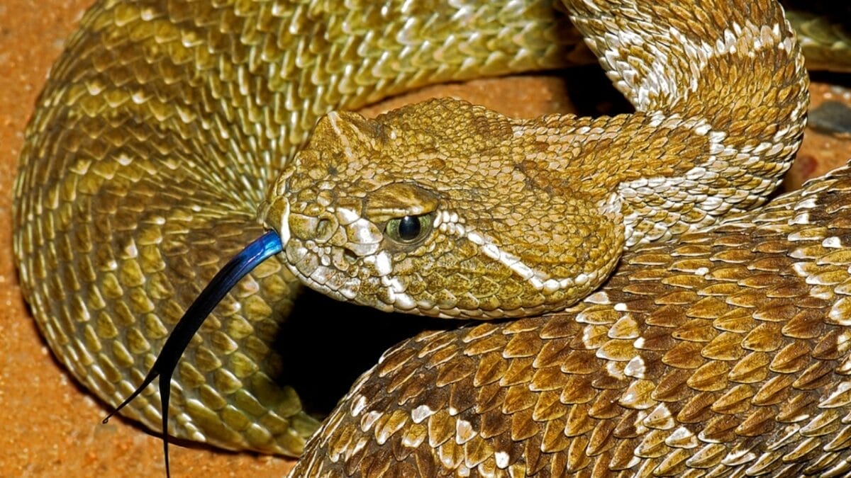 30 Rattlesnake Species from Around the Globe: Majority in U.S. 10 30 Rattlesnake Species from Around the Globe: Majority in U.S. - prairie rattlesnake dp31759293