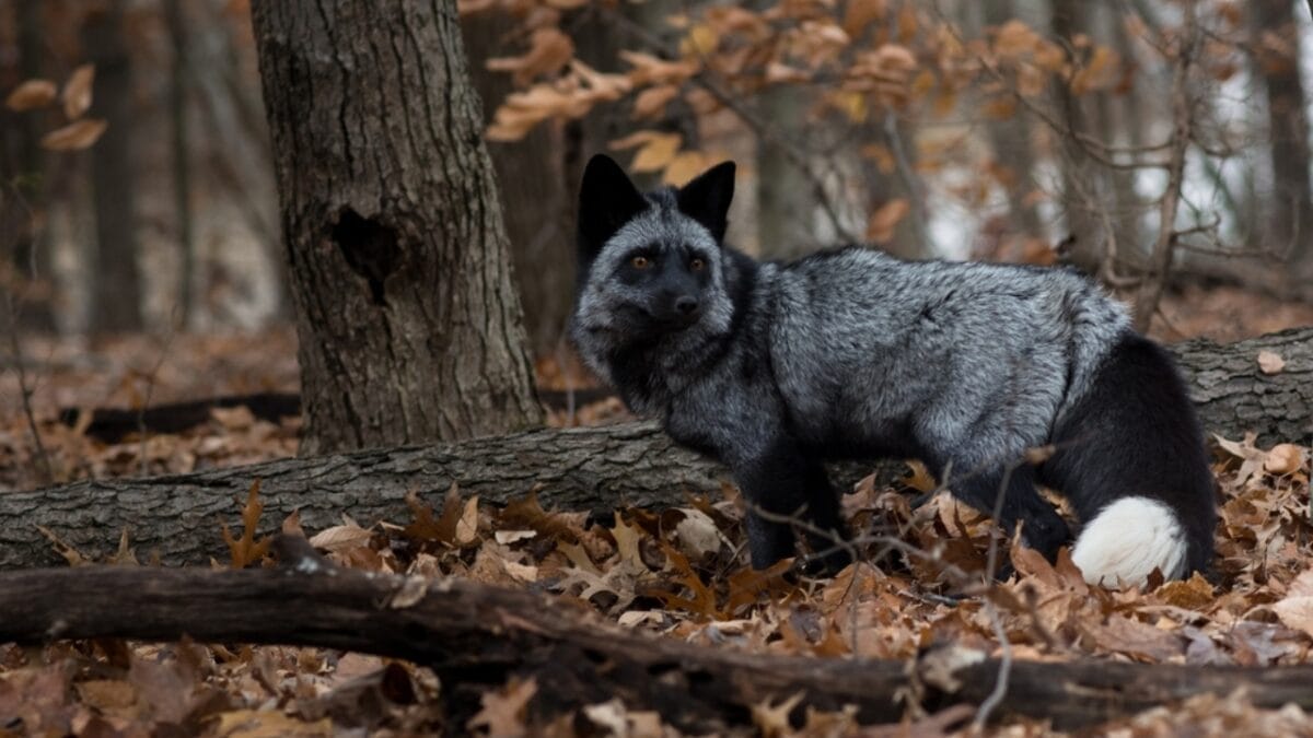 Keep Squirrels at Bay: 10 Humane Methods That Work 7 Keep Squirrels at Bay: 10 Humane Methods That Work - predator ss2140872955