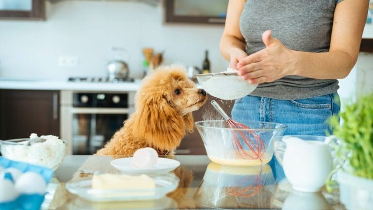 9 Easy & Nutritious Homemade Dog Food Recipes to Pamper Your Pup 8 9 Easy & Nutritious Homemade Dog Food Recipes to Pamper Your Pup - preparing dog food ss740026636