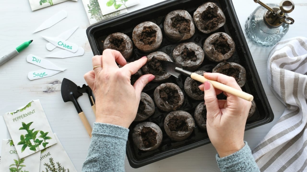 How to Cultivate Your Own Flavorful Herb Garden at Home - preparing peat soil for planting ss2384742723