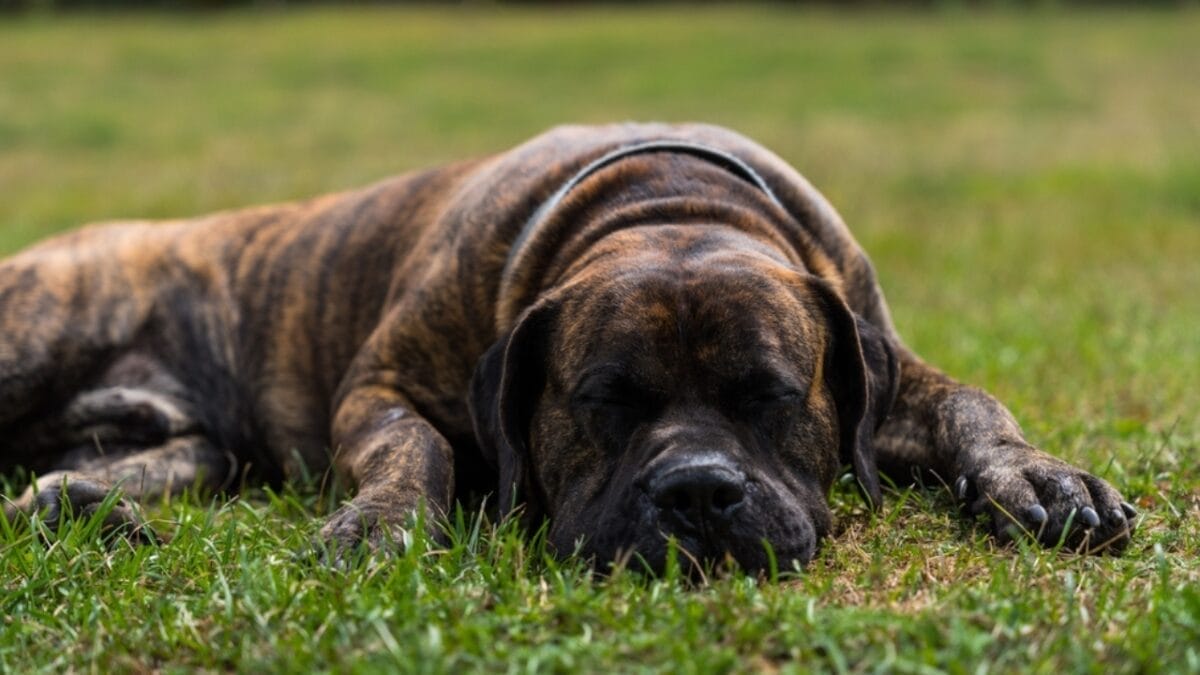 These Dog Breeds Have the Shortest Lifespans—One Breed Lives Just 5 Years - presa canario ss2379922391