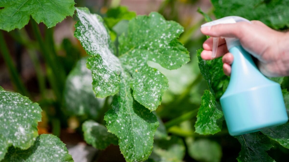Why Irish Spring Soap? 10 Reasons Gardeners Swear By It 5 Why Irish Spring Soap? 10 Reasons Gardeners Swear By It - prevent plant disease ss1788459266