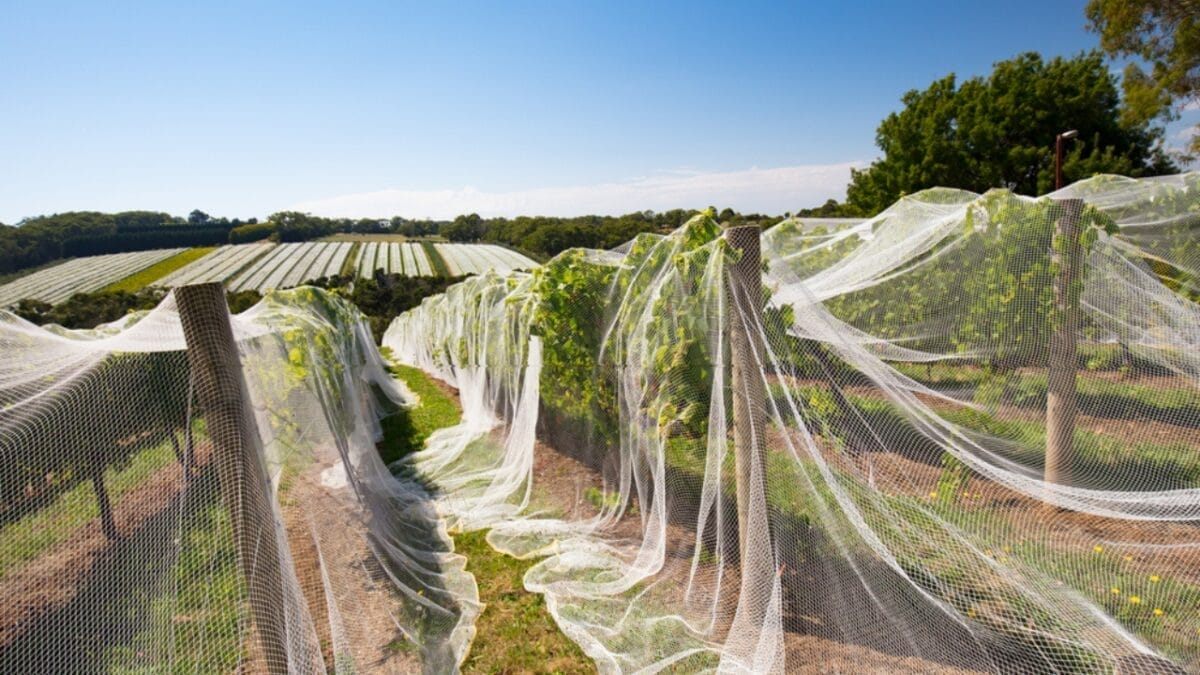 8 Easy Steps to Growing Blueberries in Your Garden 8 8 Easy Steps to Growing Blueberries in Your Garden - protecting crop of blueberry dp154274052