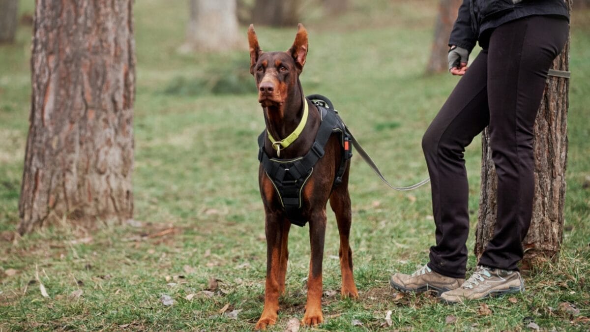 Doberman Debate: 5 Pros & Cons To Help You Decide If This Breed Is Right For You 4 Doberman Debate: 5 Pros & Cons To Help You Decide If This Breed Is Right For You - protective doberman ss1907804809