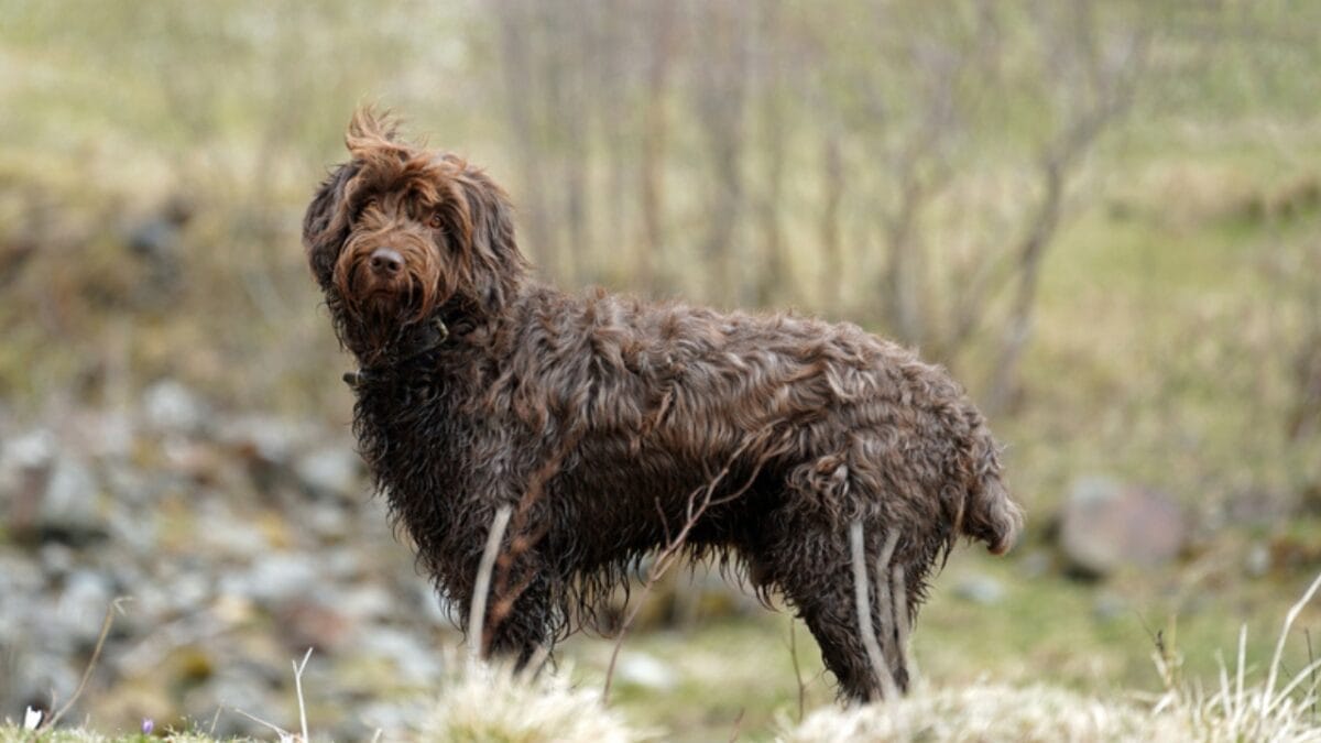 A Hunter's Best Friend: 10 Dog Breeds Built For The Hunt 12 A Hunter's Best Friend: 10 Dog Breeds Built For The Hunt - pudelpointer forest ss1706437429