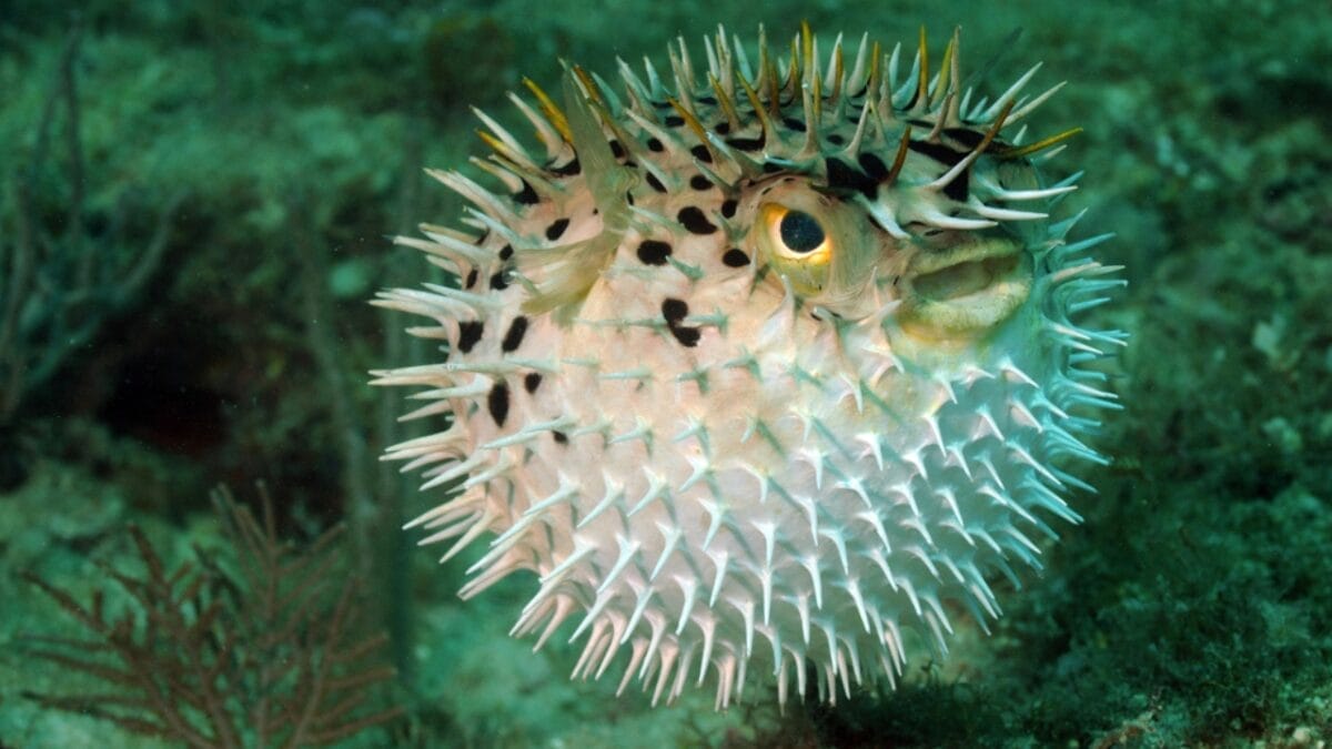 19 Terrifying Creatures That Could Give You Nightmares 8 19 Terrifying Creatures That Could Give You Nightmares - pufferfish dp20014537