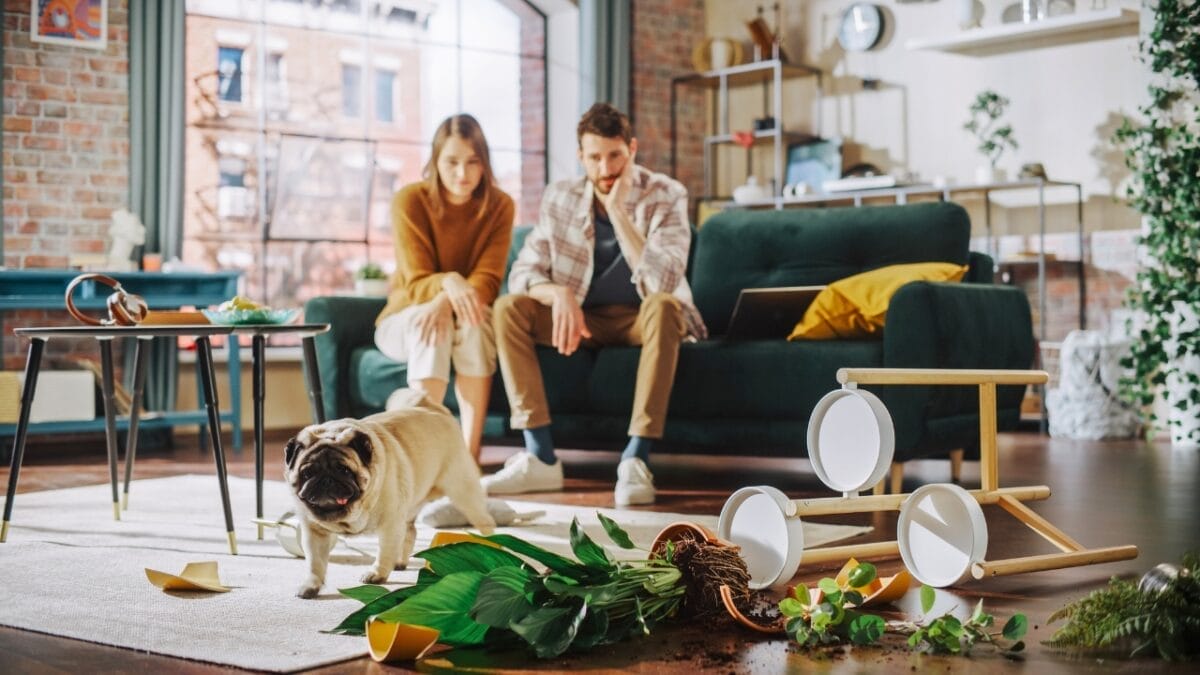 Sit, Stay, Succeed: 8 Pro Tips for Training Your Dog - pug dog training ss2229855007