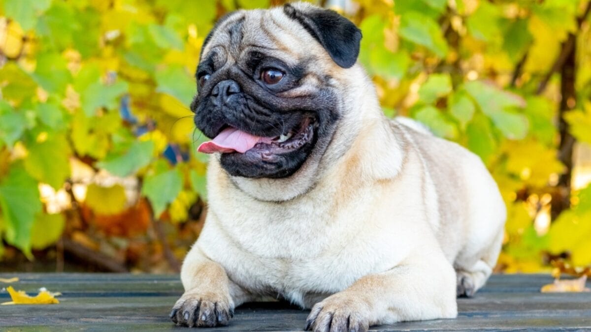 12 Short-Haired Dog Breeds That Fit Perfectly into a Low-Maintenance Routine 6 12 Short-Haired Dog Breeds That Fit Perfectly into a Low-Maintenance Routine - pug dog lying on park ss2310999015