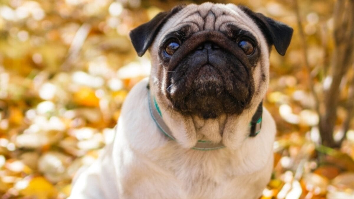 15 Dog Breeds That are Purr-fect for Cat Lovers 5 15 Dog Breeds That are Purr-fect for Cat Lovers - pug dog sitting autumn leaves ss2424793597