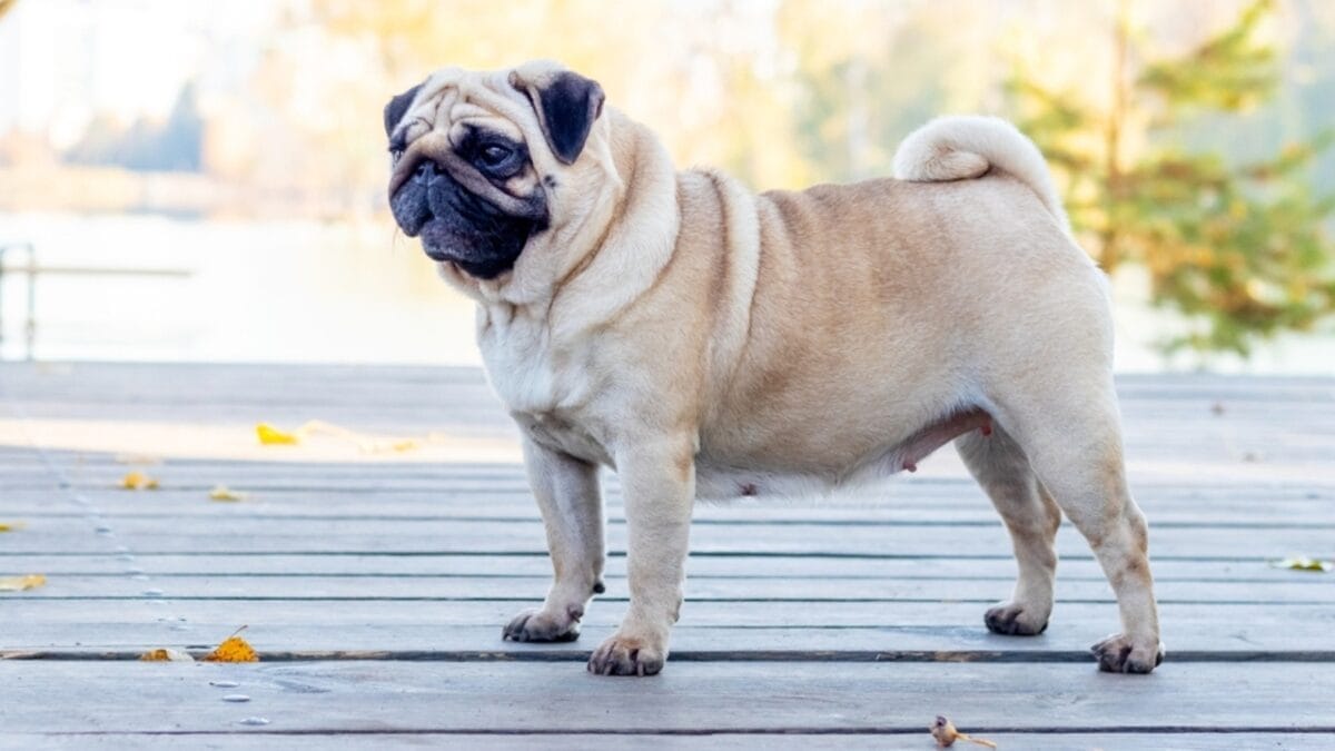 13 Short-Legged Dog Breeds Perfect for All-Day Snuggles 6 13 Short-Legged Dog Breeds Perfect for All-Day Snuggles - pug dog standing near lake ss2308611403