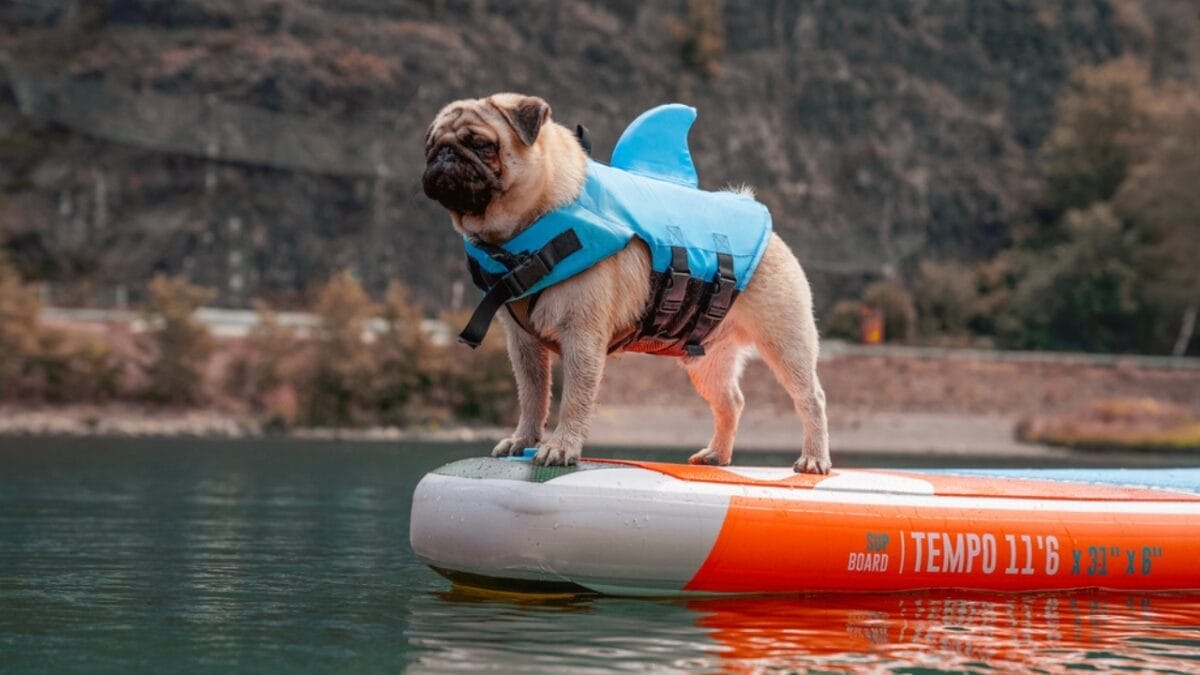 10 Reasons Why a Pug Might Be the Perfect Companion for You - pug dog swimming life jacket ss1855361650