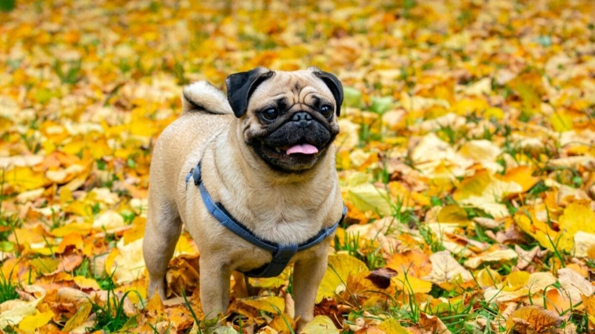 10 Reasons Why a Pug Might Be the Perfect Companion for You - pugs ss2211555063