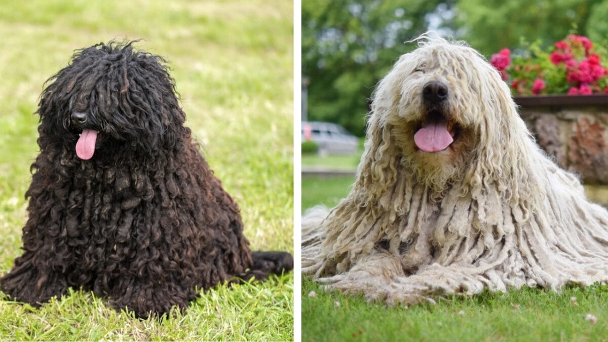 10 Pairs of Dog Breeds That Almost Look Identical - puli and komondor ss626792171 454303438