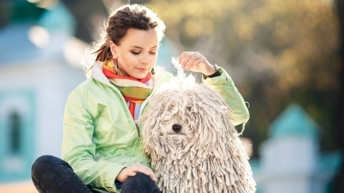 10 Facts about Puli Dogs Every Potential Owner Should Know 2 10 Facts about Puli Dogs Every Potential Owner Should Know - puli dog coat ss744676435