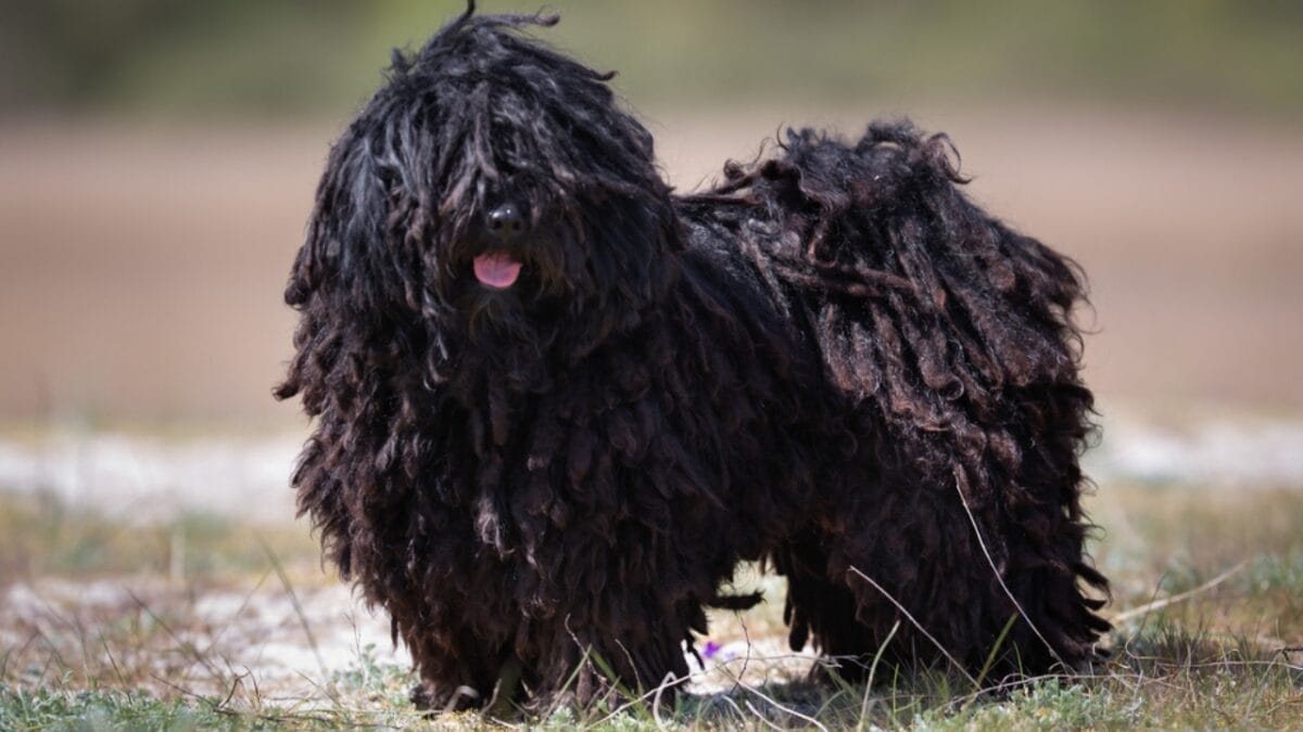 15 Dog Breeds With Coats That Are Living Works of Art 12 15 Dog Breeds With Coats That Are Living Works of Art - puli dog dp111693000