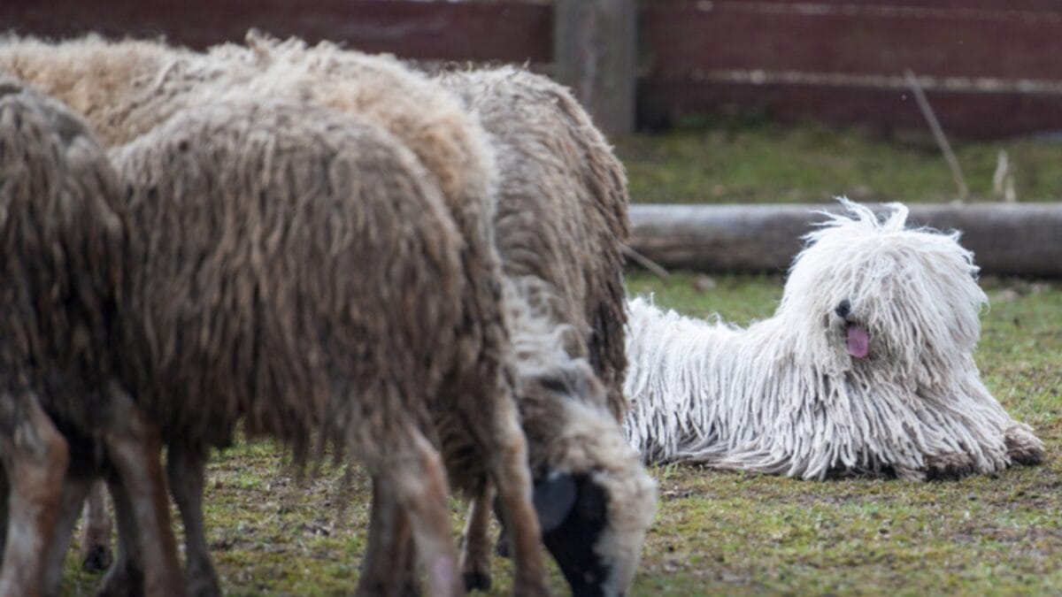 10 Facts about Puli Dogs Every Potential Owner Should Know 8 10 Facts about Puli Dogs Every Potential Owner Should Know - puli dog in farm ss1051329467