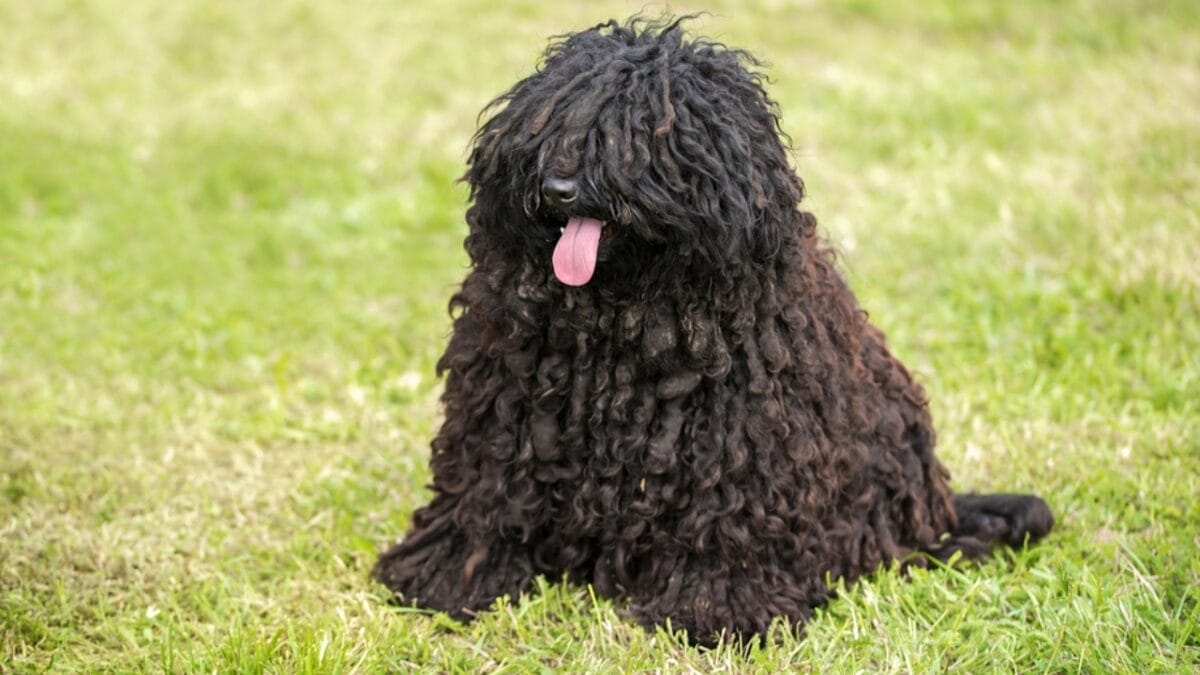 10 Facts about Puli Dogs Every Potential Owner Should Know 10 10 Facts about Puli Dogs Every Potential Owner Should Know - puli dog in nature ss626792171