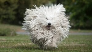 15 Dog Breeds With Coats That Are Living Works of Art 1 15 Dog Breeds With Coats That Are Living Works of Art - puli dog running ss469074707