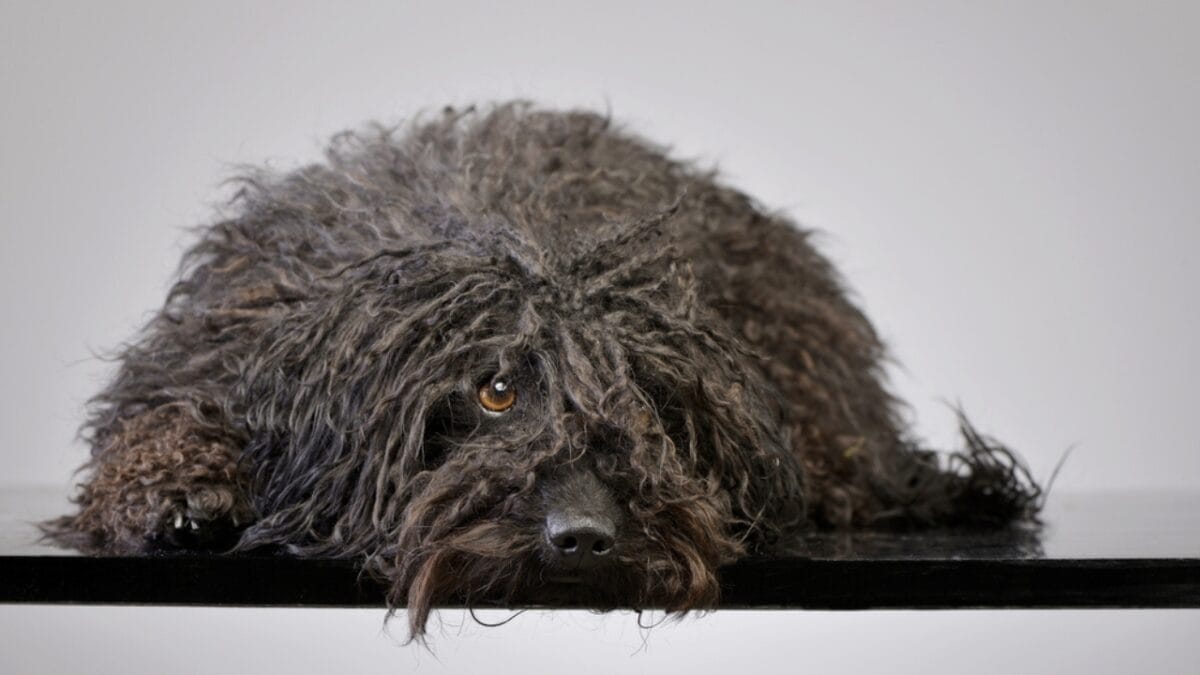 16 Mistakes Dog Owners Make That May Cause Their Dogs Stress 4 16 Mistakes Dog Owners Make That May Cause Their Dogs Stress - puli dog sad ss602191631