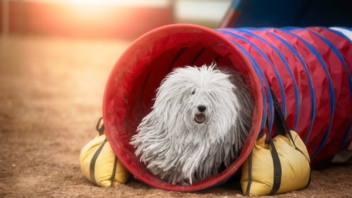 10 Facts about Puli Dogs Every Potential Owner Should Know 4 10 Facts about Puli Dogs Every Potential Owner Should Know - puli dog smart ss1126753982