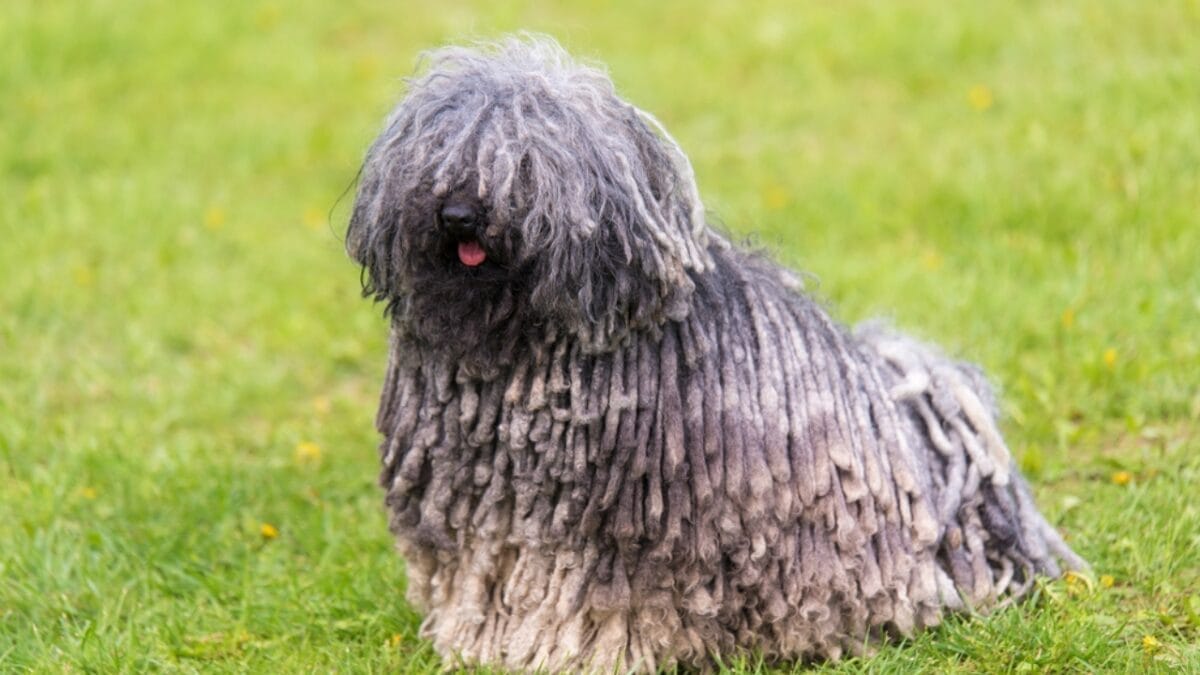 Dog Breeds: All Types from Small to Giant, Personalities & Characteristics 97 Dog Breeds: All Types from Small to Giant, Personalities & Characteristics - puli dog ss1081649387