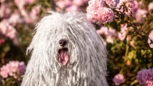 10 Facts about Puli Dogs Every Potential Owner Should Know 1 10 Facts about Puli Dogs Every Potential Owner Should Know - puli dog ss1362821813