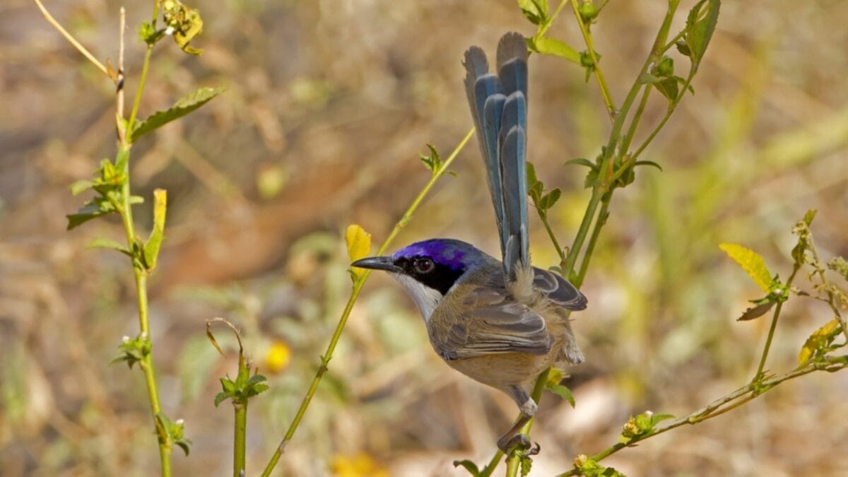 12 Beautiful Purple Birds from Around the World 7 12 Beautiful Purple Birds from Around the World - purple crown fairywren ss366179210