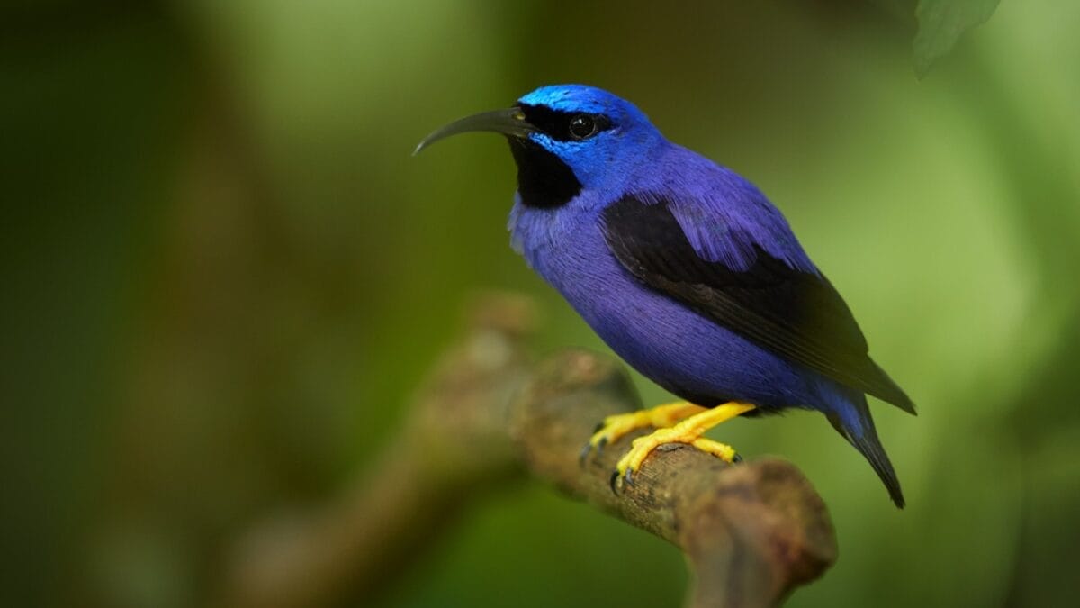 12 Beautiful Purple Birds from Around the World 3 12 Beautiful Purple Birds from Around the World - purple honeycreeper bird ss353670317