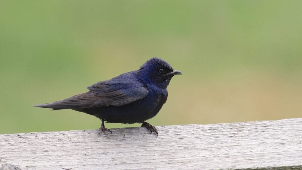 12 Beautiful Purple Birds from Around the World 2 12 Beautiful Purple Birds from Around the World - purple martin bird ss1754074973