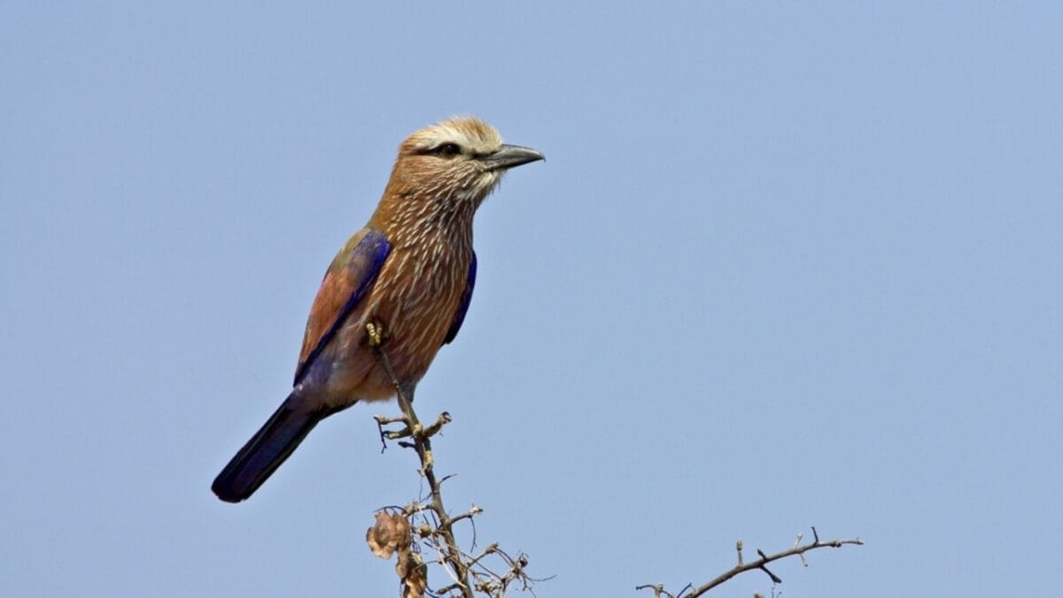 12 Beautiful Purple Birds from Around the World 8 12 Beautiful Purple Birds from Around the World - purple roller bird ss2427883113