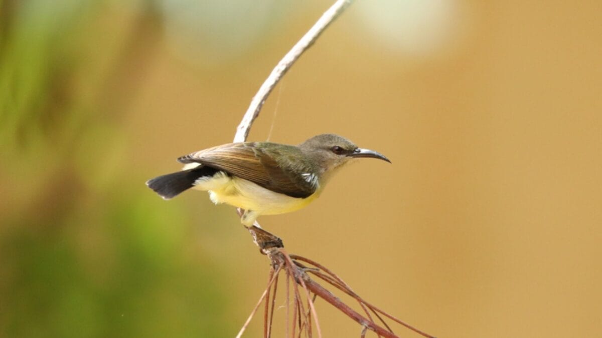 12 Beautiful Purple Birds from Around the World 11 12 Beautiful Purple Birds from Around the World - purple rumped sunbird ss1785189632