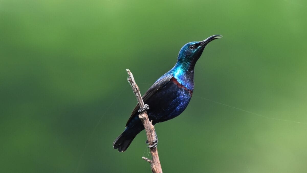 12 Beautiful Purple Birds from Around the World 5 12 Beautiful Purple Birds from Around the World - purple sunbird ss2154038661