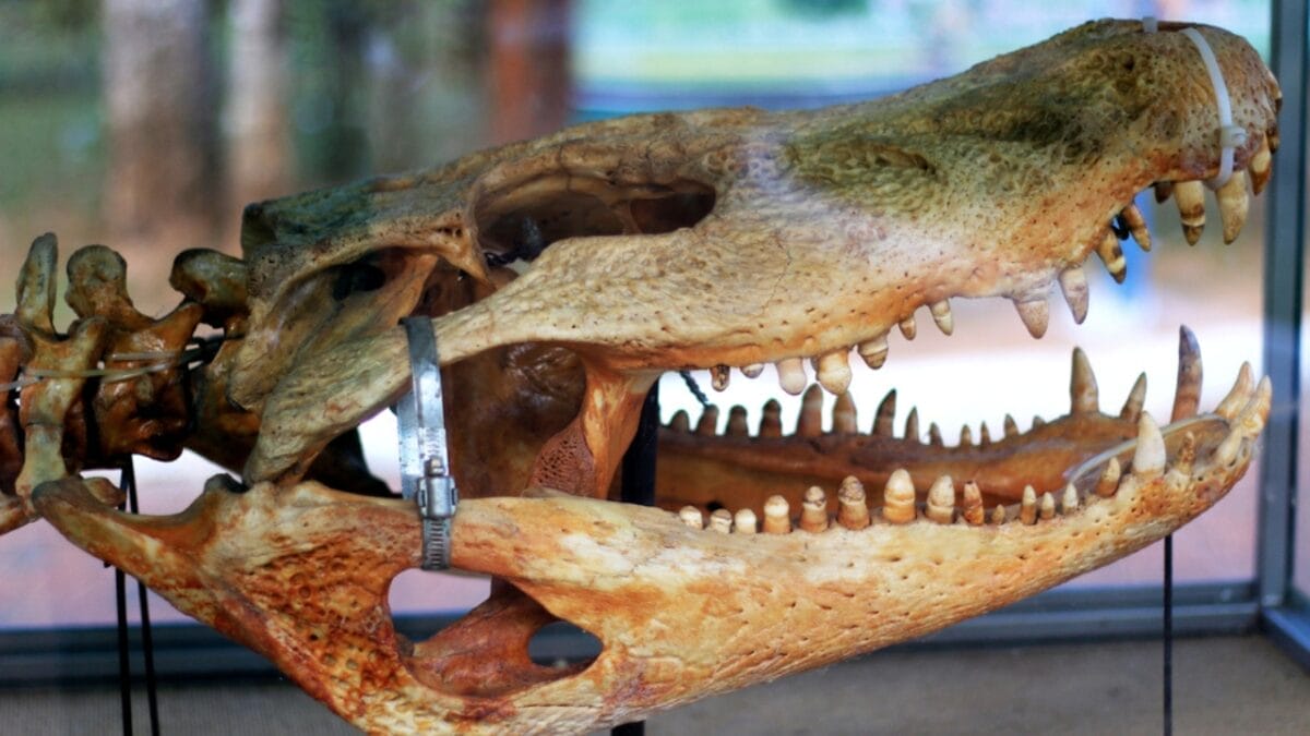 10 Largest Alligator Species Ever Recorded 3 10 Largest Alligator Species Ever Recorded - purussaurus ss1691773507