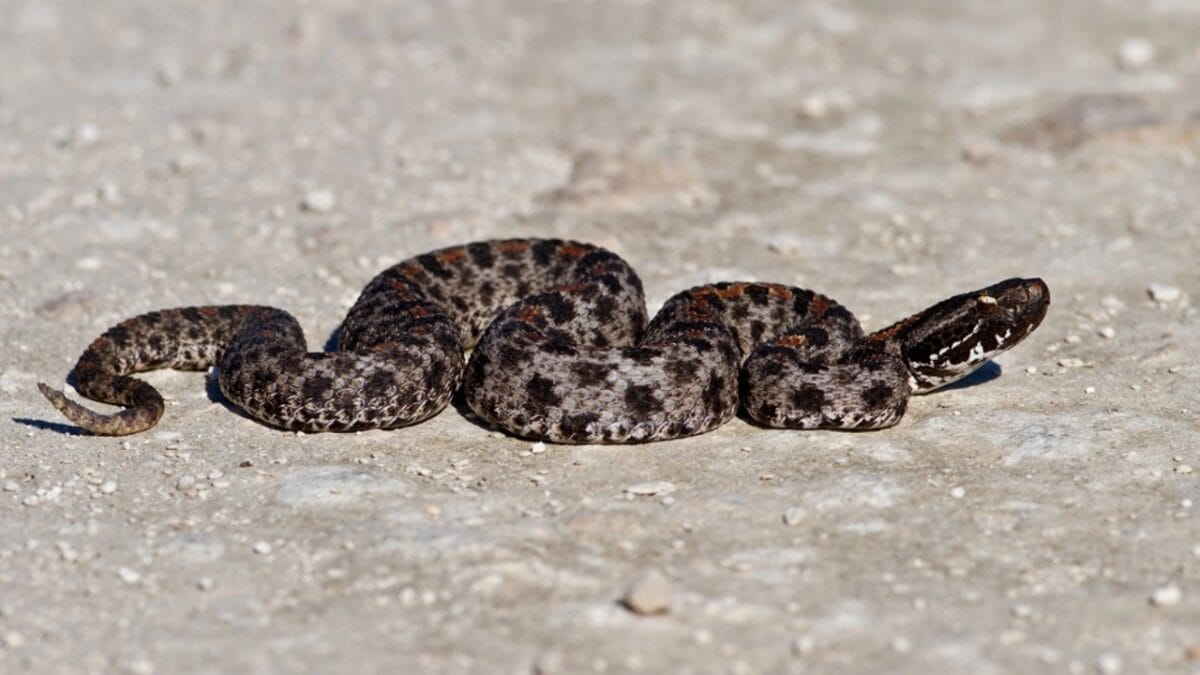30 Rattlesnake Species from Around the Globe: Majority in U.S. 12 30 Rattlesnake Species from Around the Globe: Majority in U.S. - pygmy rattlesnake dp14056741