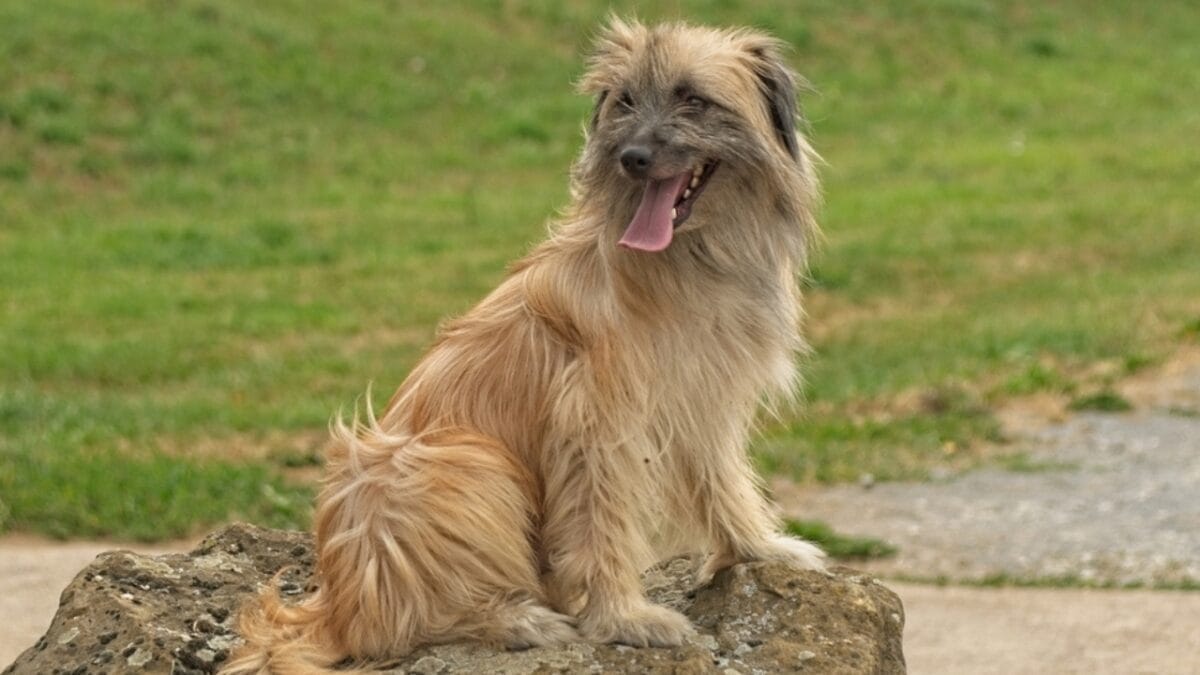 10 Reasons Pyrenean Shepherds Stand Out—And Why You Should Know Them 2 10 Reasons Pyrenean Shepherds Stand Out—And Why You Should Know Them - pyrenean shepherd dog origin ss1510569548