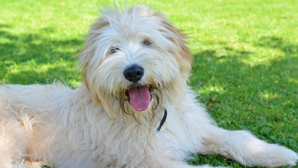 Meet the New Dog Breeds the AKC Has Recognized Since 2000 19 Meet the New Dog Breeds the AKC Has Recognized Since 2000 - pyrenean shepherd dog ss558170698